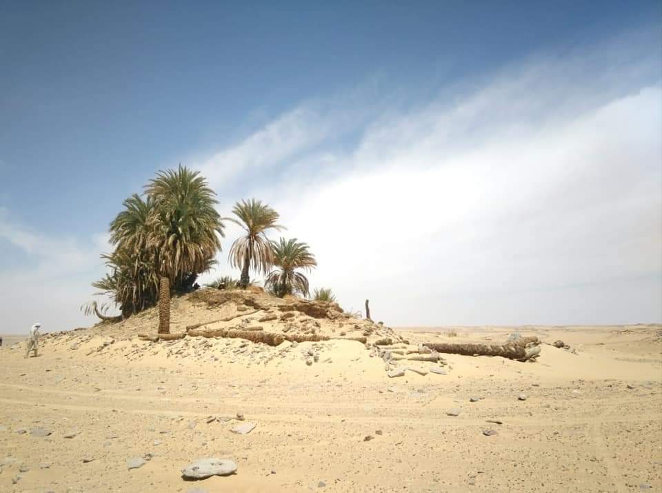 Green Spring In White Desert