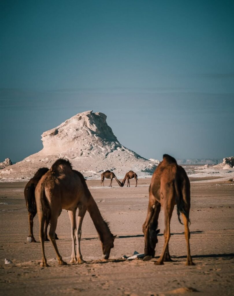 White Desert Camel Safari