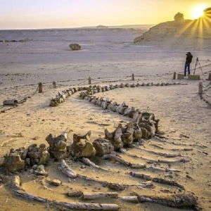 Wadi El Hitan 3