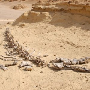 Wadi El Hitan 5