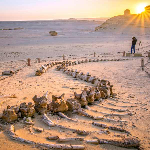 Wadi El Hitan tour from Cairo