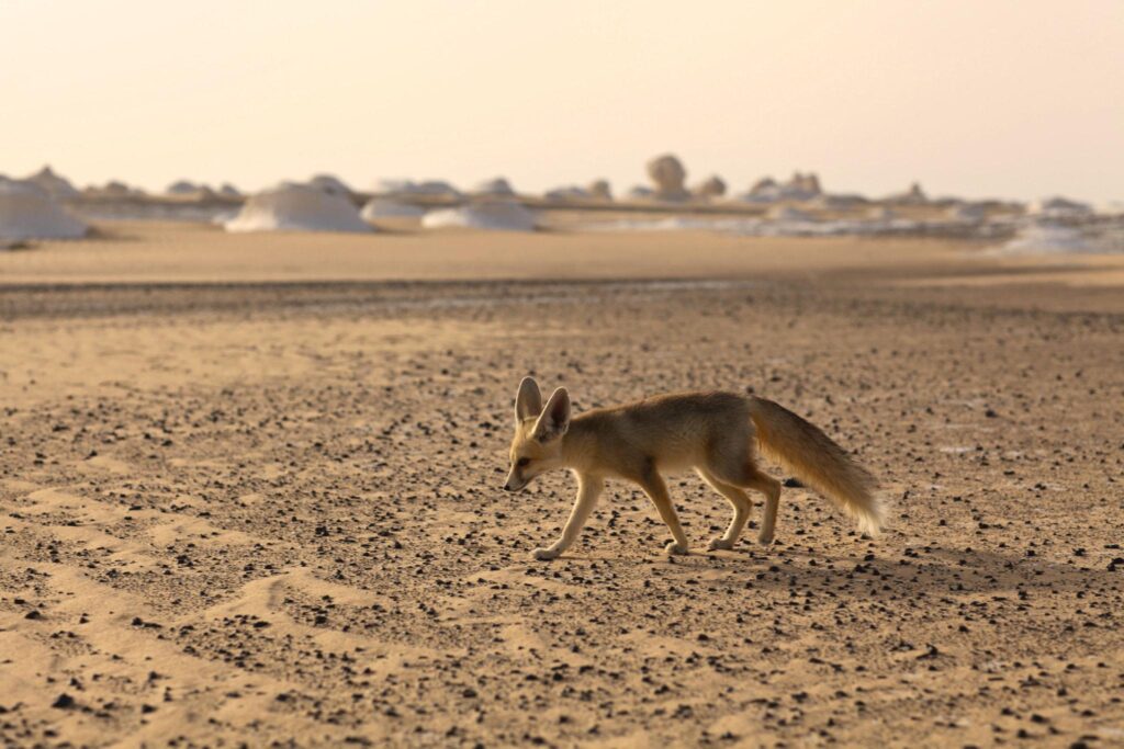 White Desert Wildlife: Desert Foxes, Birds & Animals You May See